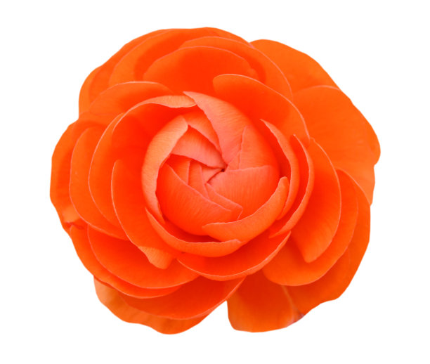 在白色背景上孤立的一个毛茛花图片下载