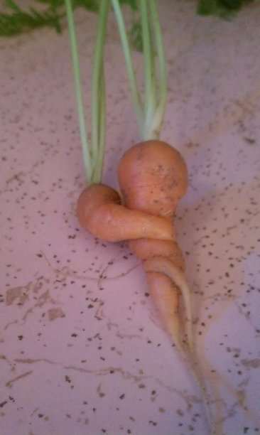 胡萝卜的爱图片下载