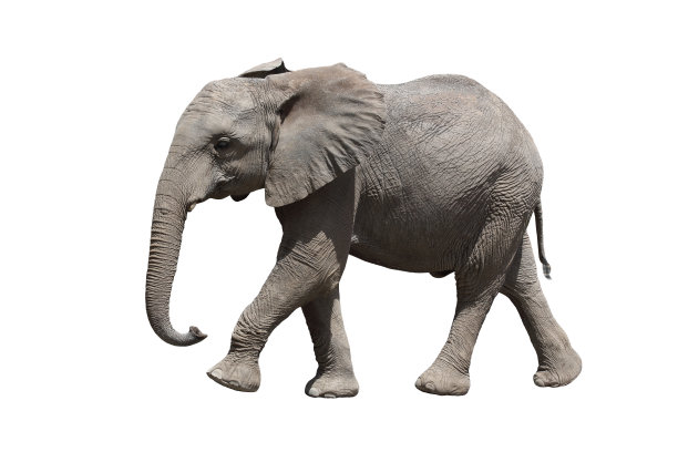 非洲象图片下载