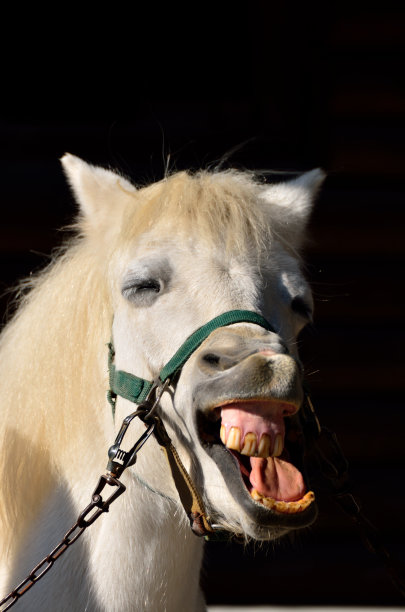 的小马图片下载