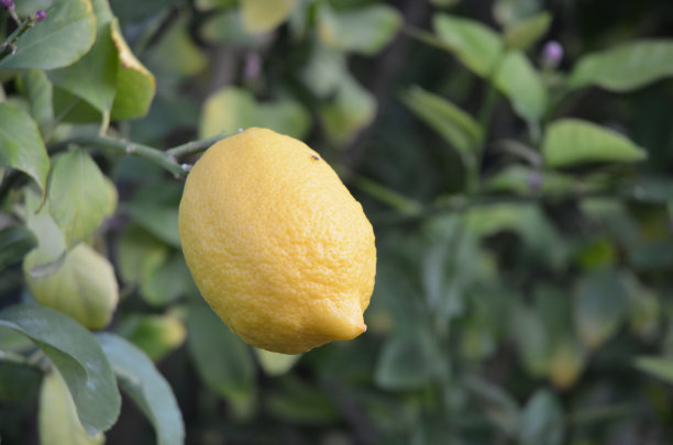 柠檬在树上成熟的特写图片下载