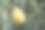 柠檬在树上成熟的特写图片下载