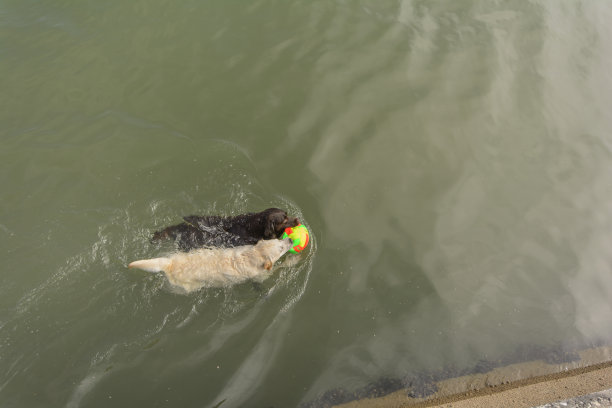 美丽的拉布拉多寻回犬带着球在海里游泳图片下载