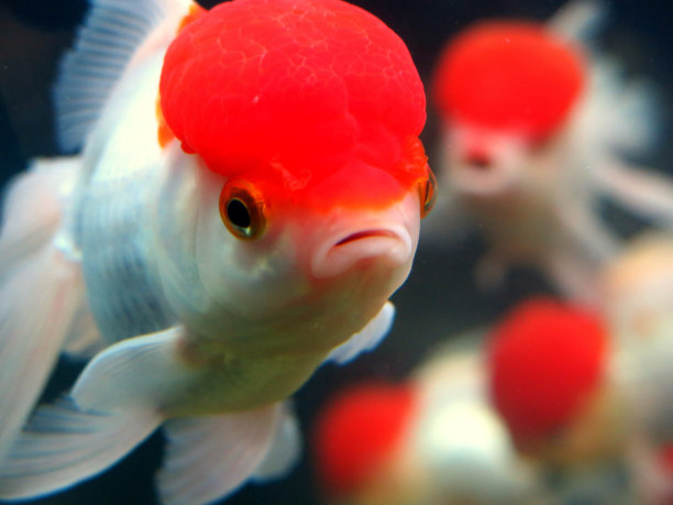 红色帽子的鱼图片下载