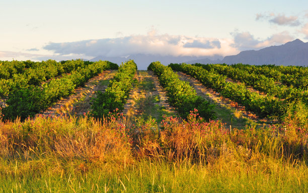 柠檬园和山区背景图片下载