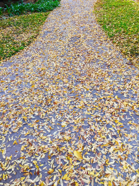 黄叶覆盖人行道图片下载