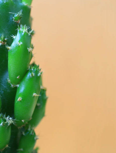 关闭前视图的迷你仙人掌植物浅棕色的背景，与自由的空间的文字和设计图片下载