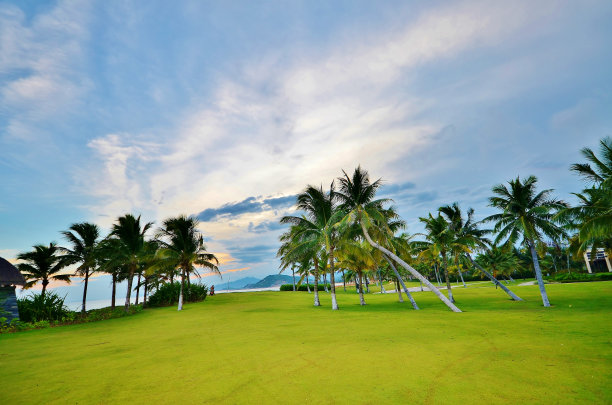 草坪上的棕榈树以天空为背景图片下载