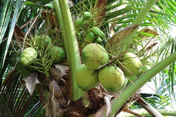 椰子树上一串串嫩绿的椰子树果实图片下载
