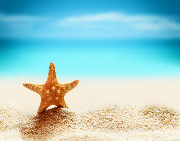 海边的海星图片下载