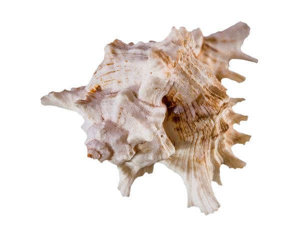 贝壳的静物图片下载