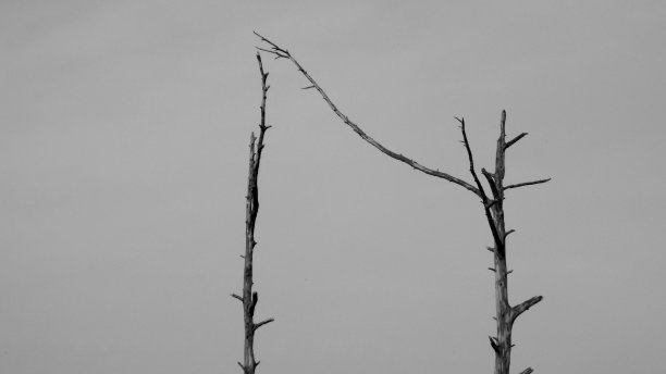 树伸出图片下载