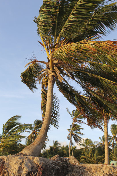 孤独的棕榈树图片下载