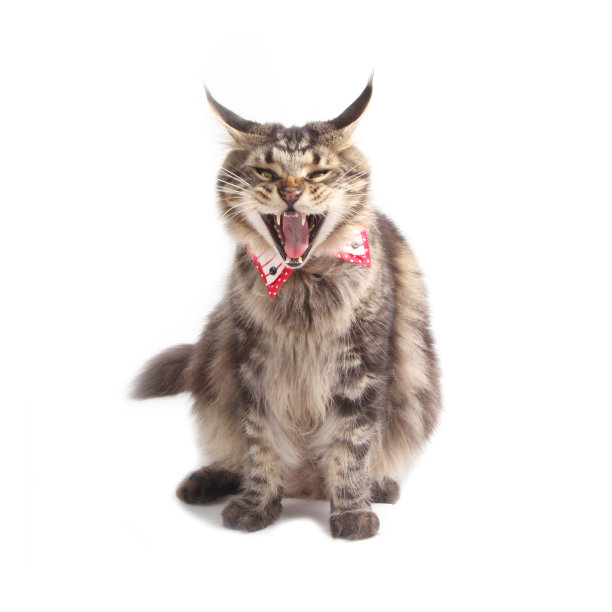 打哈欠缅因猫图片下载