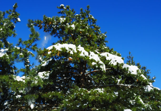 被雪覆盖的冷杉图片下载