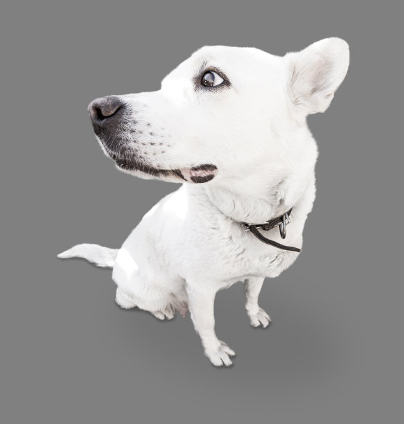 灰色背景上的白狗图片下载