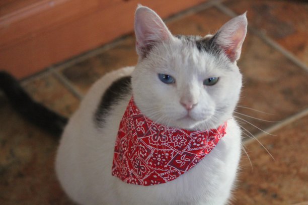 戴着头巾的猫图片下载