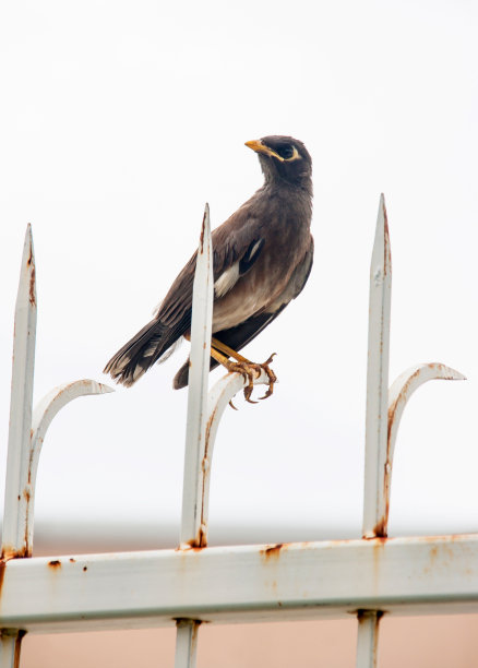 集中普通山玛雅的铁栅栏图片下载