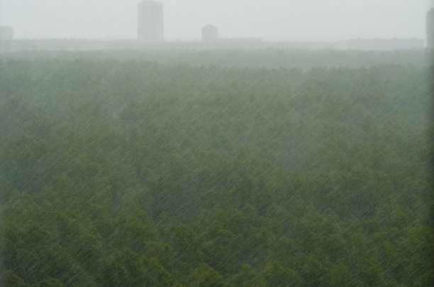 雨打森林图片下载