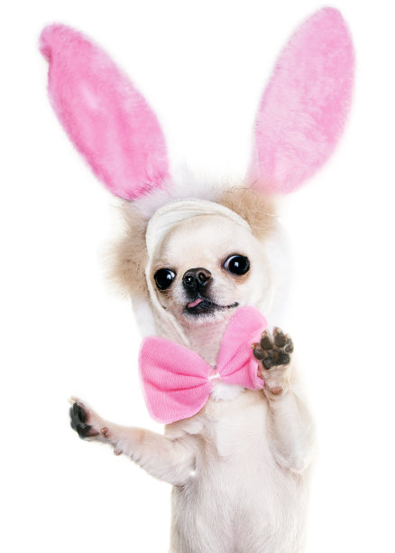 长着有趣耳朵的吉娃娃图片下载