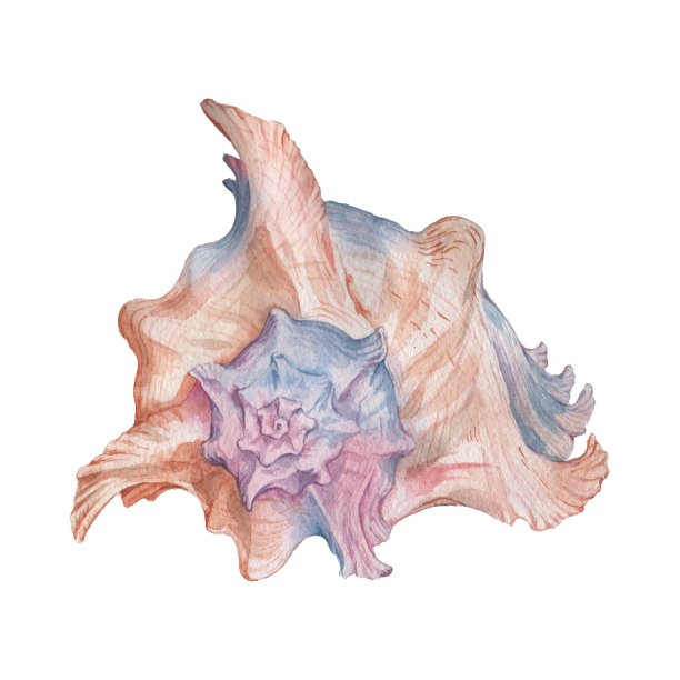 大贝壳。图片下载