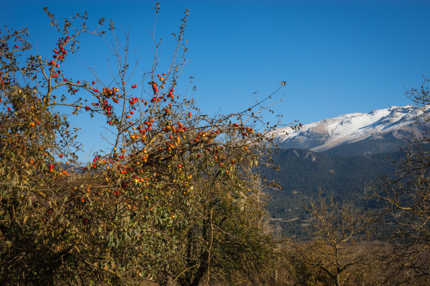 树枝上的苹果素材图片