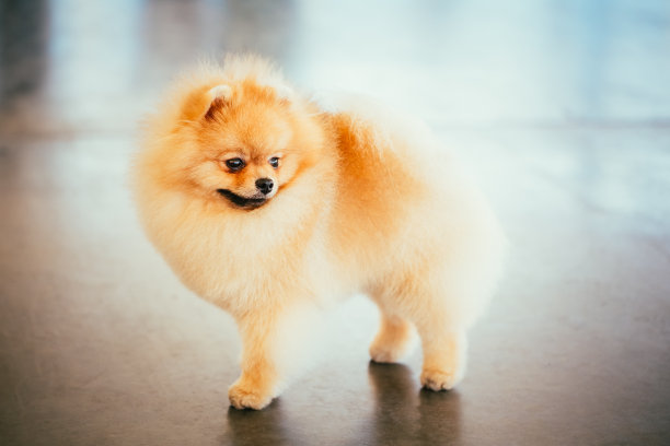 博美犬幼犬斯皮兹全长肖像图片下载