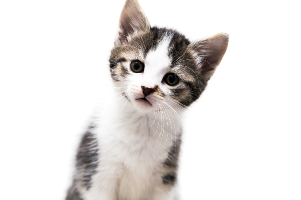 白色背景上的小猫图片下载