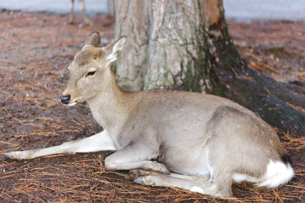 日本奈良的鹿图片下载
