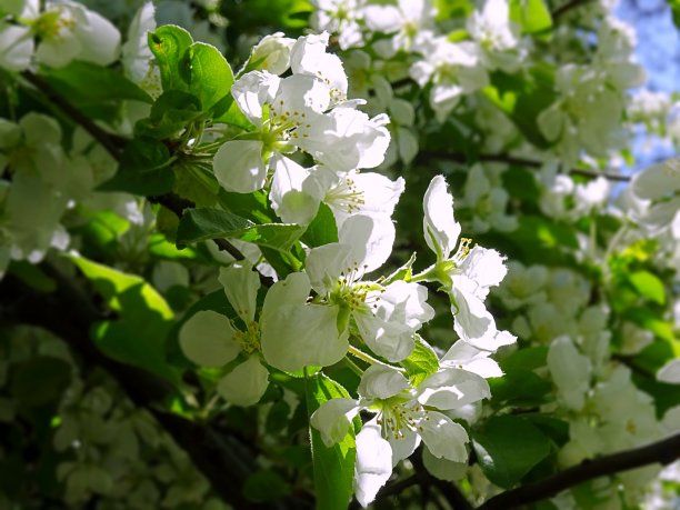 春天鲜艳的苹果花近了图片下载
