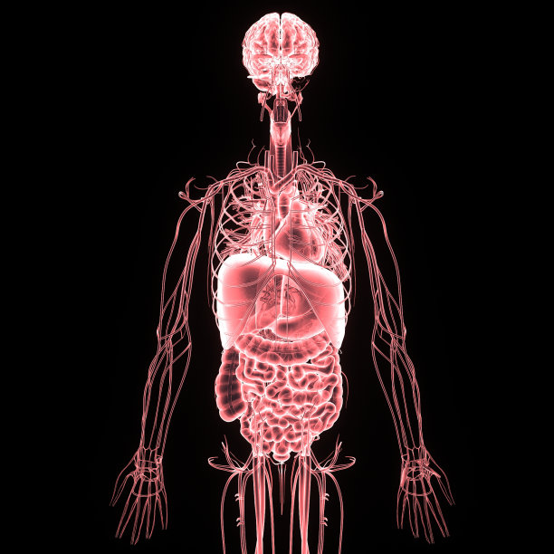 人体器官图片下载