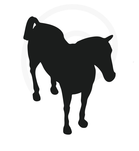马的轮廓孤立在白色图片下载