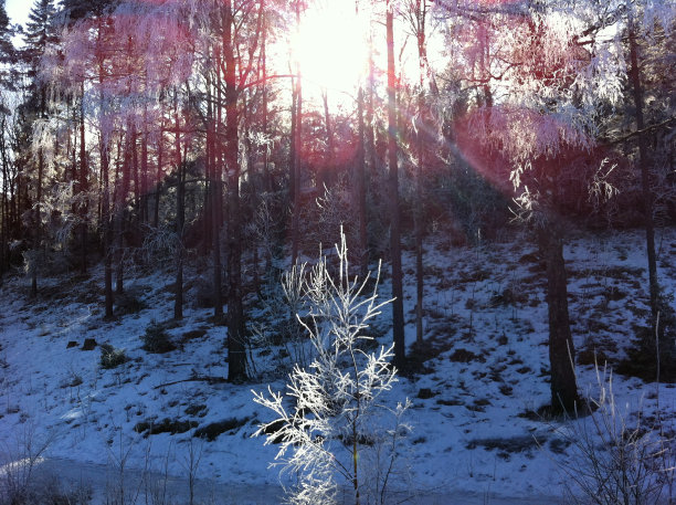 阳光透过森林3图片下载