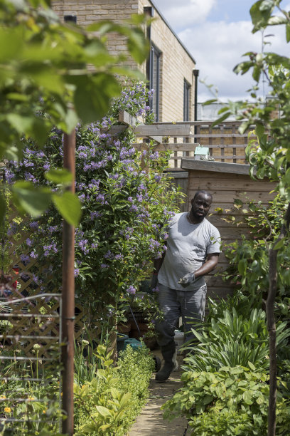 加勒比黑人的园丁工作图片下载