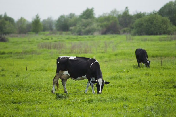 牛在田里吃草。图片下载