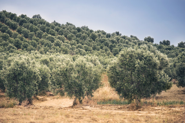 橄榄树。图片下载