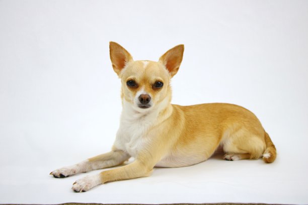 白色背景上的吉娃娃图片下载