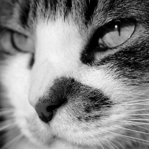 猫的肖像图片下载