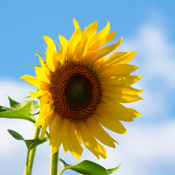 向日葵图片下载