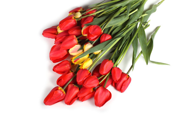 郁金香图片下载