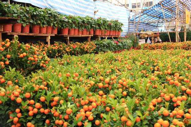 金桔在农历新年花卉市场图片下载