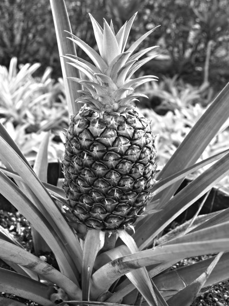 黑白菠萝图片下载