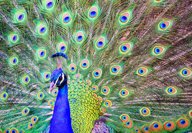 有展开羽毛尾巴的雄性孔雀图片下载