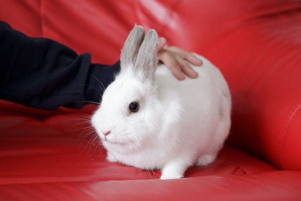 坐在红色沙发上的男人抚摸着一只白兔。图片下载