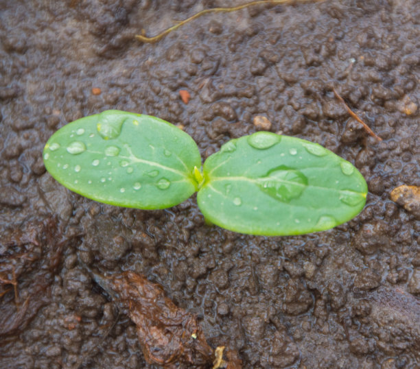 黄瓜幼苗浇水后图片下载