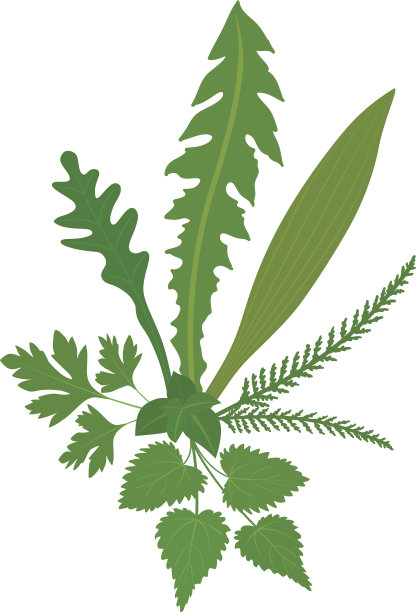 草甸草本植物图片下载