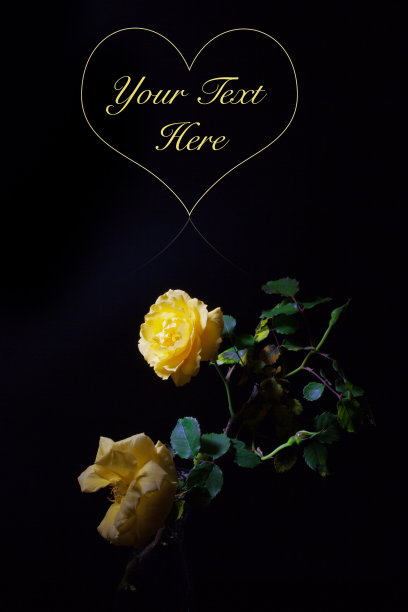 黄色玫瑰特写在黑色的背景图片下载
