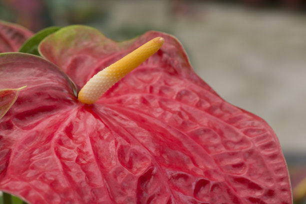 红掌，火烈鸟花近处。图片下载