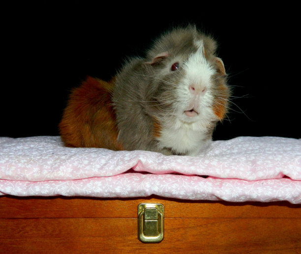 豚鼠肖像图片下载