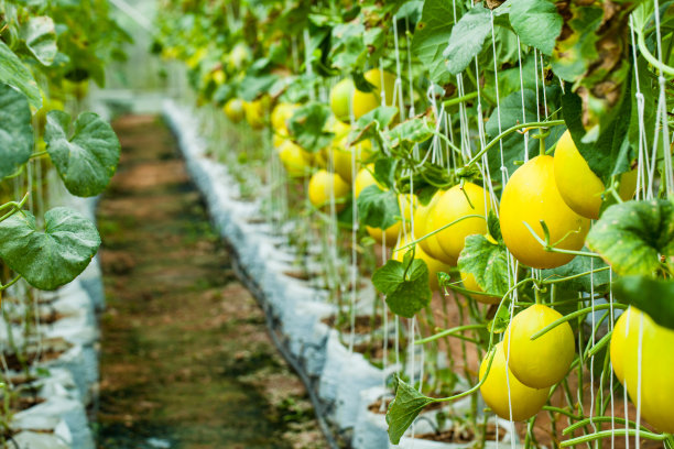 甜瓜作物图片下载